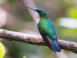 20210806152746 Dominica blue headed hummingbird